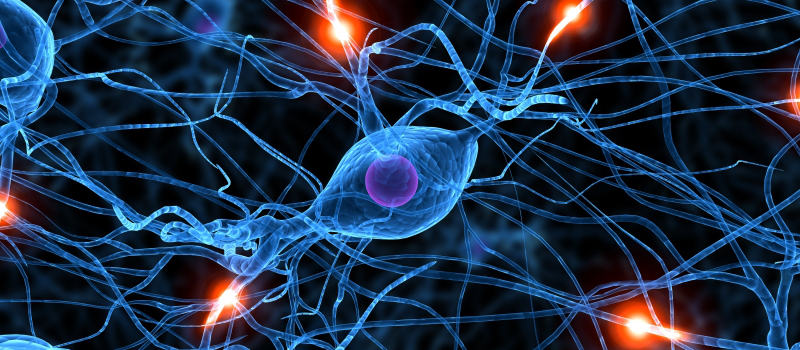 Nervesystemet deles i en sentral og en perifer del.