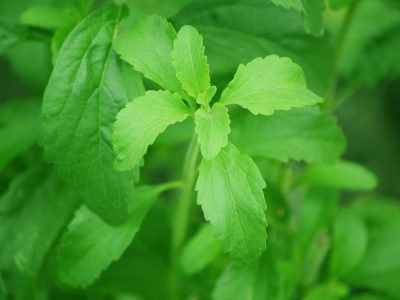 Stevia