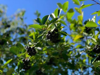 Finn supermaten i ditt nabolag