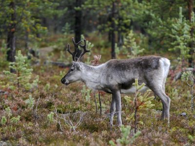 Derfor bør du spise næringsrik innmat som lever